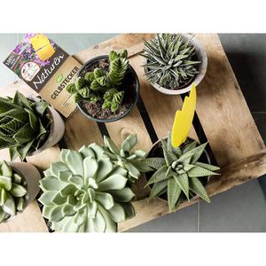 Produktbild für Gelbtafeln Substral Naturen, Set, zum Hängen und Stecken