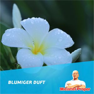 Produktbild für Allzweckreiniger Meister-Proper Frühlingserwachen