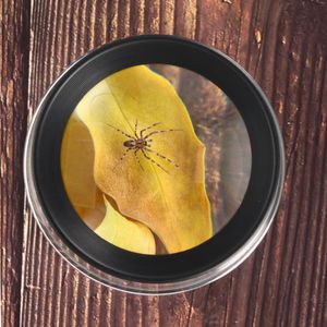 Produktbild für Lupe Carson-Optical LL-55 LumiLoupe