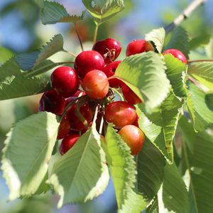 Produktbild für Duftkerzen pajoma 91035, Wildkirsche