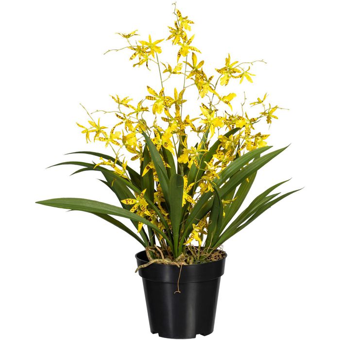 60 Oncydie, Orchidee, gelb, Höhe Creativ-green Topf, im AG Dancing – cm Queen, Böttcher Kunstblume