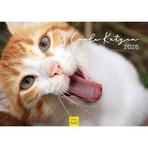 Edition-Seidel Bildkalender Coole Katzen 2026, Motiv: Katzen, Spiralkalender, A3