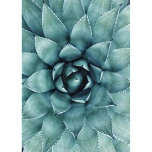 Produktbild für Wandbild AS-Creation Agave