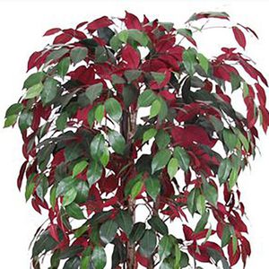 Produktbild für Kunstpflanze Decovego Roter Ficus Benjamin