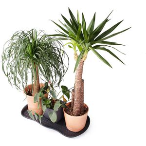 Produktbild für Schuhabtropfschale Ondis24