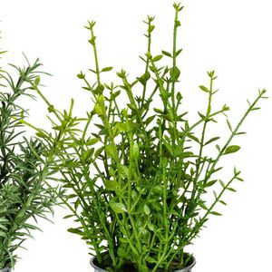 Produktbild für Kunstpflanze Creativ-green Kräutermix
