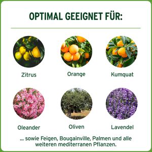 Produktbild für Dünger Substral für Zitrus &amp; mediterrane Pflanzen
