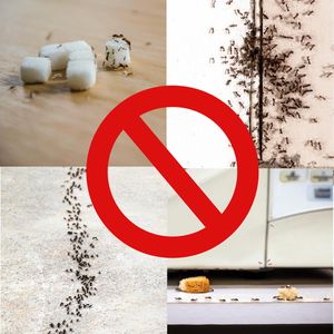 Produktbild für Ameisenpulver Reinex Ameisen-Pulver