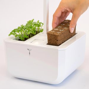 Produktbild für Saatpad Veritable Lingot, Minze