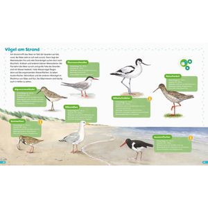 Produktbild für Spielbuch BOOKii 378867509 Hören und Staunen - Heimische Vögel