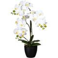 65 Creativ-green Orchidee, AG cm Topf, grün, Kunstblume Phalaenopsis, im – Böttcher Höhe