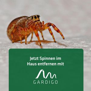 Produktbild für Insektenfänger Gardigo 80009INT, mit extra großer Fanghaube
