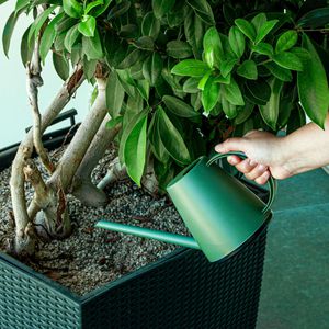 Produktbild für Gießkanne Mesto Lucky Forest, grün