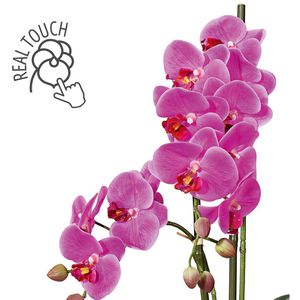 Creativ-green Kunstblume Orchidee, Phalaenopsis, Höhe lila, Keramik-Schale, – 50 cm Böttcher in AG