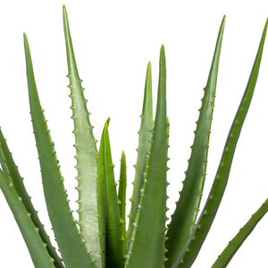 Produktbild für Kunstpflanze Creativ-green Aloe Vera