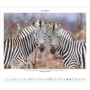 Produktbild für Bildkalender Palazzi 115901 Afrikas Wildnis Hautnah, Jahr 2027