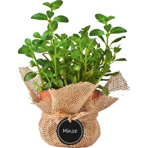 Produktbild für Hängeetiketten Folia Tafelfolienanhänger