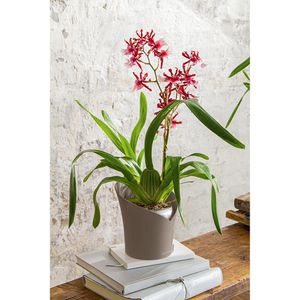 Produktbild für Übertopf Lechuza ORCHIDEA, taupe matt, Ø 18 x 20 cm