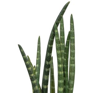Produktbild für Kunstpflanze Creativ-green Sansevieria