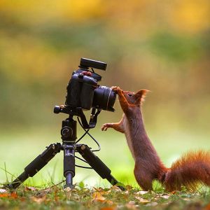 Produktbild für Stativ Rollei Compact Traveler Mini M-1, Höhe bis 49 cm
