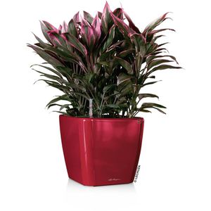 Produktbild für Übertopf Lechuza QUADRO LS 35, rot hochglanz, 36 x 33 x 36 cm