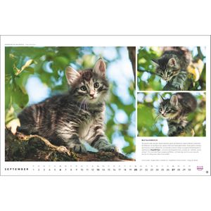 Produktbild für Bildkalender Heye 1130, Whiskas Cattitude, Jahr 2026