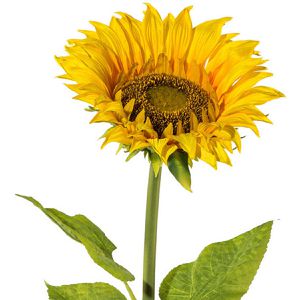 Produktbild für Kunstblume Creativ-green Sonnenblume XL