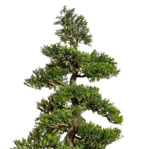 Produktbild für Kunstpflanze Creativ-green Bonsai Teeblatt