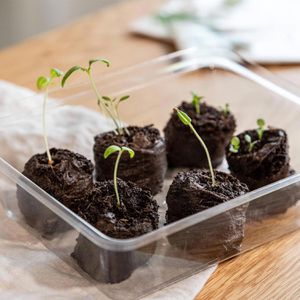 Produktbild für Quelltabletten OwnGrown BEGR-300151, 40 Stück