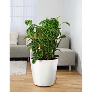 Produktbild für Pflanzenroller Lechuza 13603, für innen
