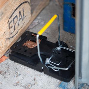Produktbild für Rattenfalle Gardigo 623445DEFR