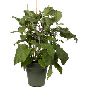 Produktbild für Pflanztopf elho Green Basics, 28,3 Liter