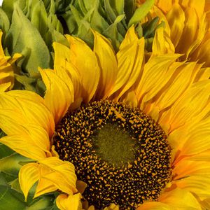 Produktbild für Kunstblume Creativ-green Sonnenblumenbouquet