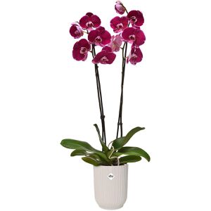 Produktbild für Übertopf elho Vibes Fold Orchidee, leinenweiß, Ø 13 x 15 cm