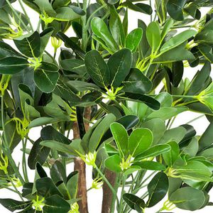 Produktbild für Kunstpflanze Decovego Schefflera Arboricola