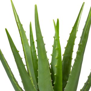 Produktbild für Kunstpflanze Creativ-green Aloe Vera