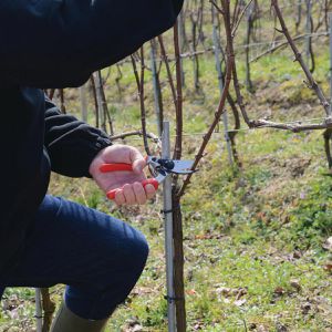 Produktbild für Gartenschere FELCO 17, Bypass