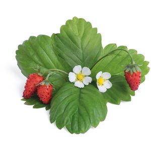 Produktbild für Saatpad Veritable Lingot, Rote Walderdbeere