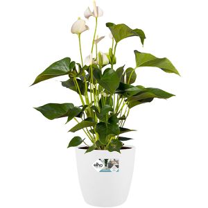 Produktbild für Übertopf elho Brussels Rund, weiß, Ø 22 x 21 cm