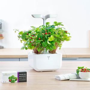 Produktbild für Saatpad Veritable Lingot, Rote Walderdbeere