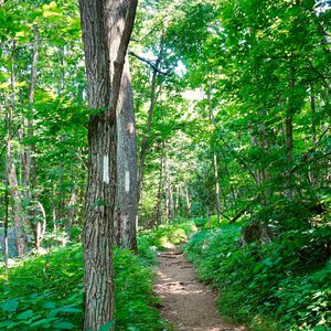 Produktbild für Markierungsspray Stanger Forst-Markierer, weiß