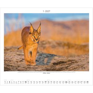 Produktbild für Bildkalender Palazzi 115901 Afrikas Wildnis Hautnah, Jahr 2027