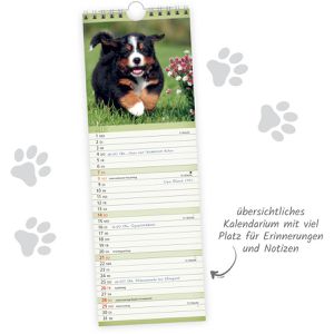 Produktbild für Streifenkalender Trötsch 2027805, Hunde