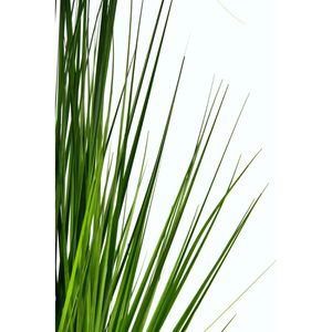 Produktbild für Kunstpflanze I.GE.A. Zyperngras