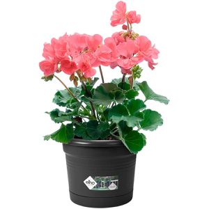 Produktbild für Blumenkasten elho Green Basics Balkontopf All-in-1, schwarz