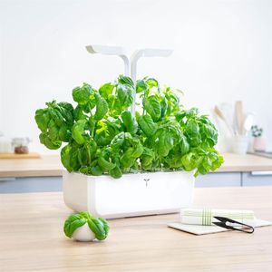 Produktbild für Saatpad Veritable Lingot, Basilikum