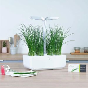 Produktbild für Saatpad Veritable Lingot, Schnittlauch