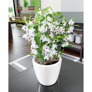 Produktbild für Übertopf Lechuza CLASSICO LS 43, weiß hochglanz, Ø 44 x 40 cm