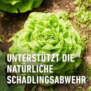 Produktbild für Grundstoff Compo Bio Brennnessel, Konzentrat