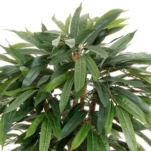 Produktbild für Kunstpflanze Creativ-green Ficus